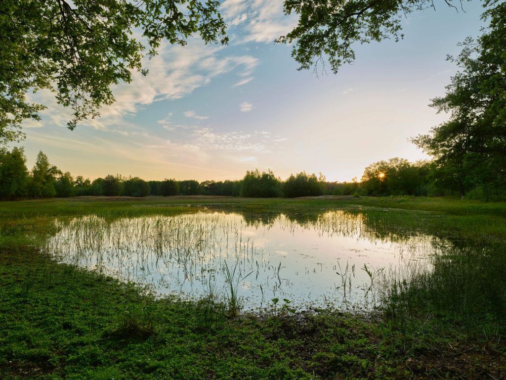 Puesta de sol en el estanque del bosque