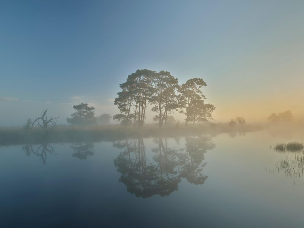 Niebla en el páramo