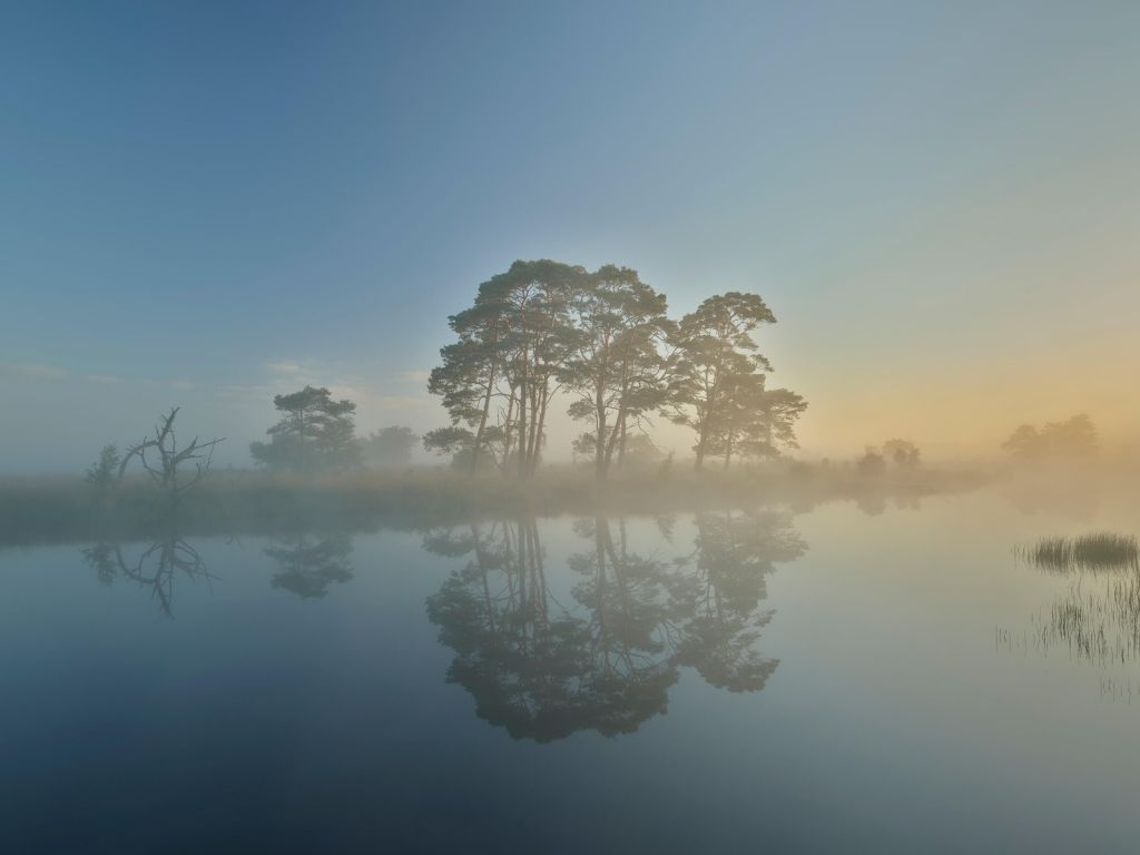 Niebla en el páramo