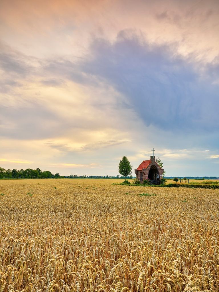 Campo de cereales