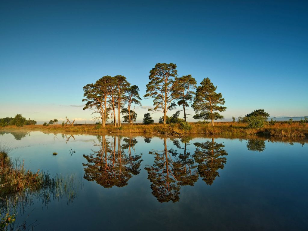 Reflejo en el lago del bosque