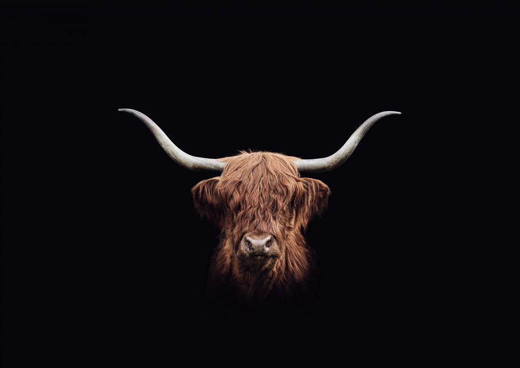 Vaca escocesa vintage