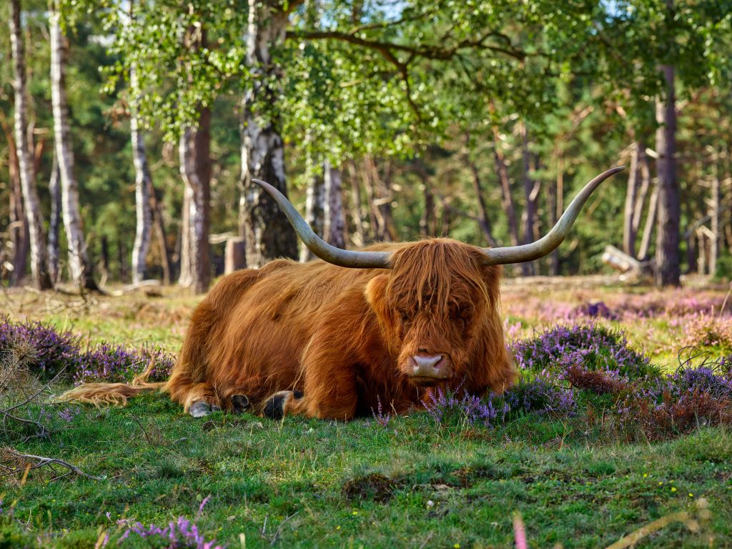 Descanso del Vaca escocesa