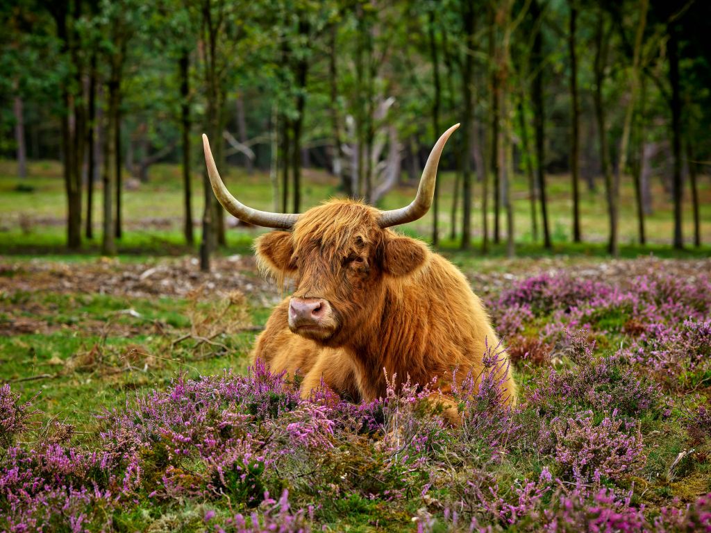 Vaca escocesa entre brezos morados