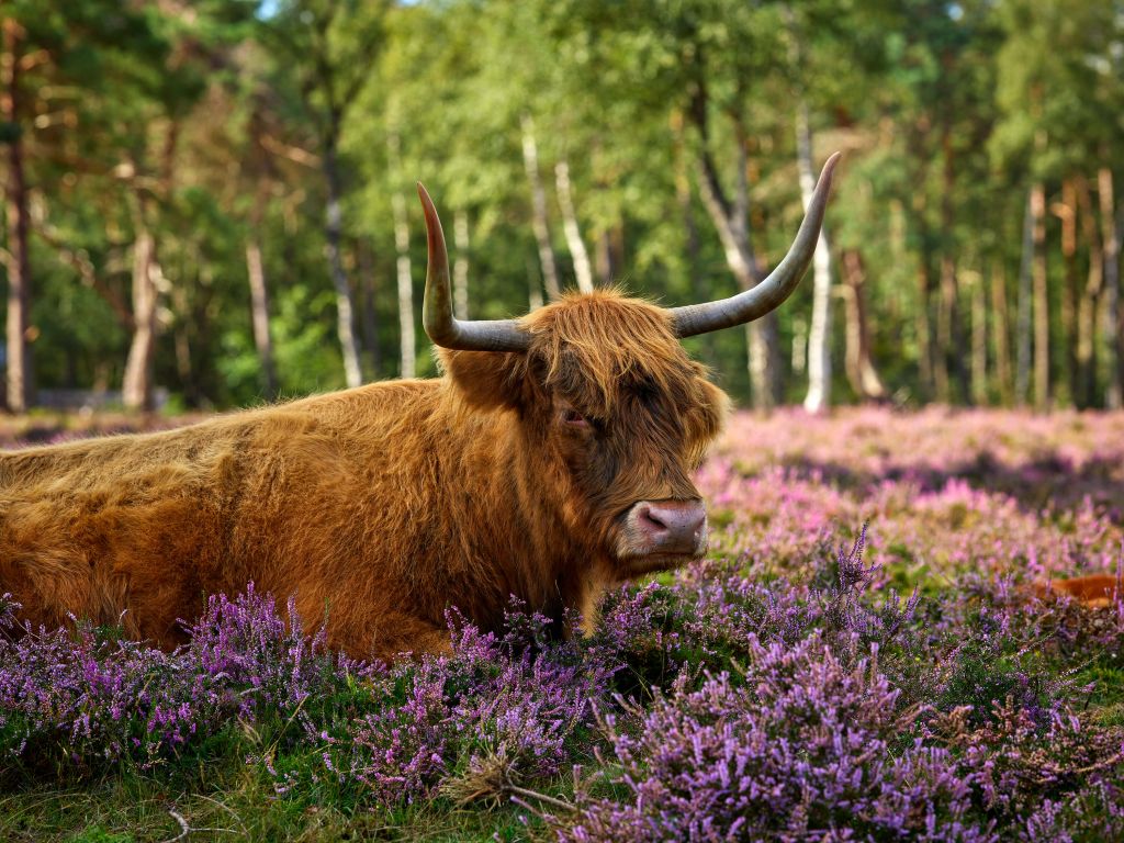 Robusta vaca escocesa de las tierras altas