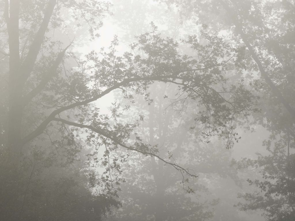 Hermoso bosque en la niebla