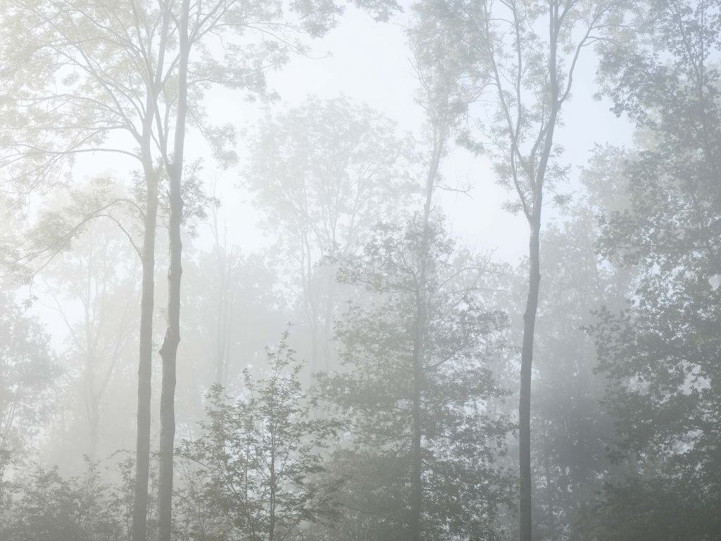 Densa niebla en el bosque