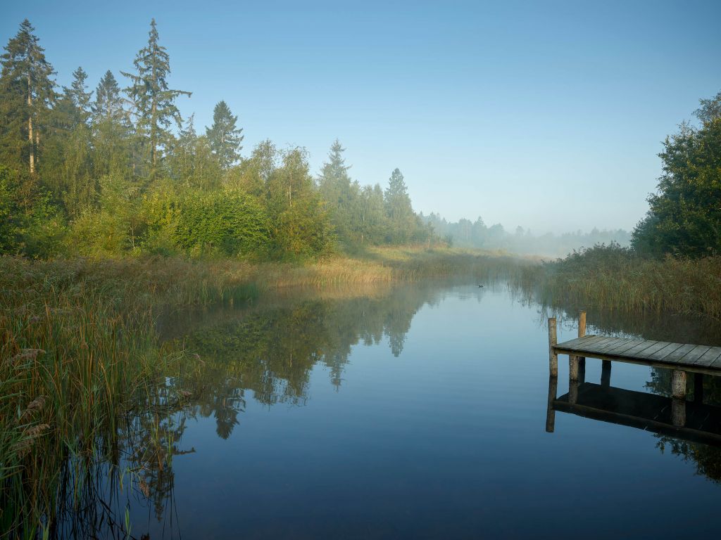 Muelle de madera en el bosque