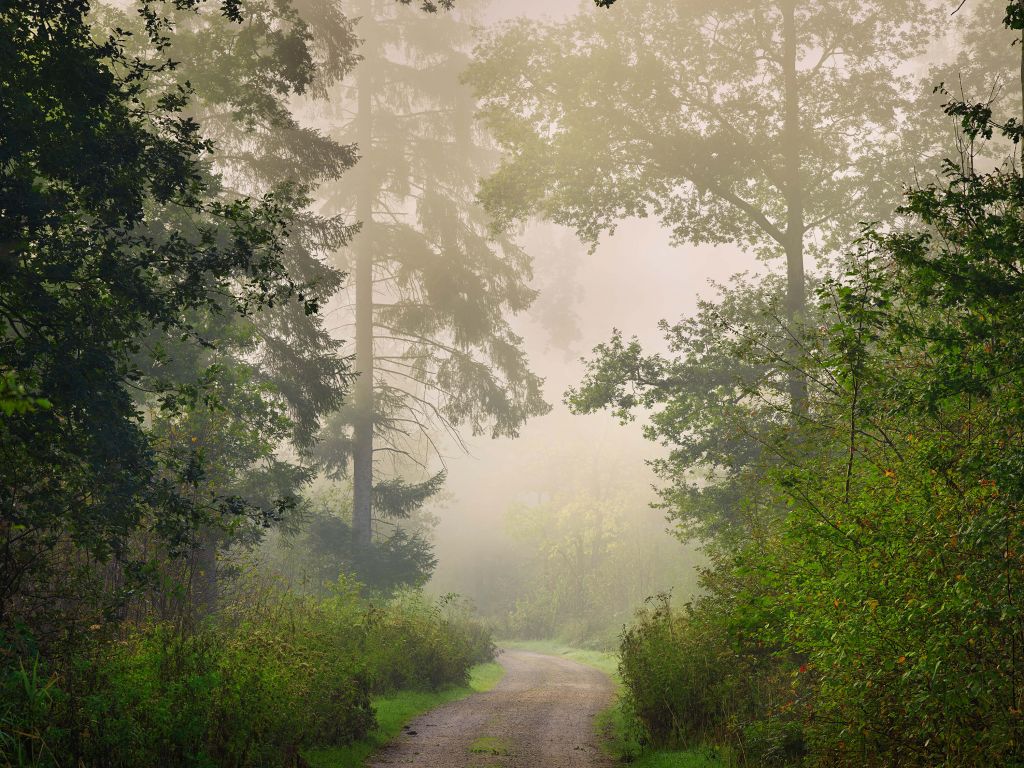 Camino a través de un bosque brumoso