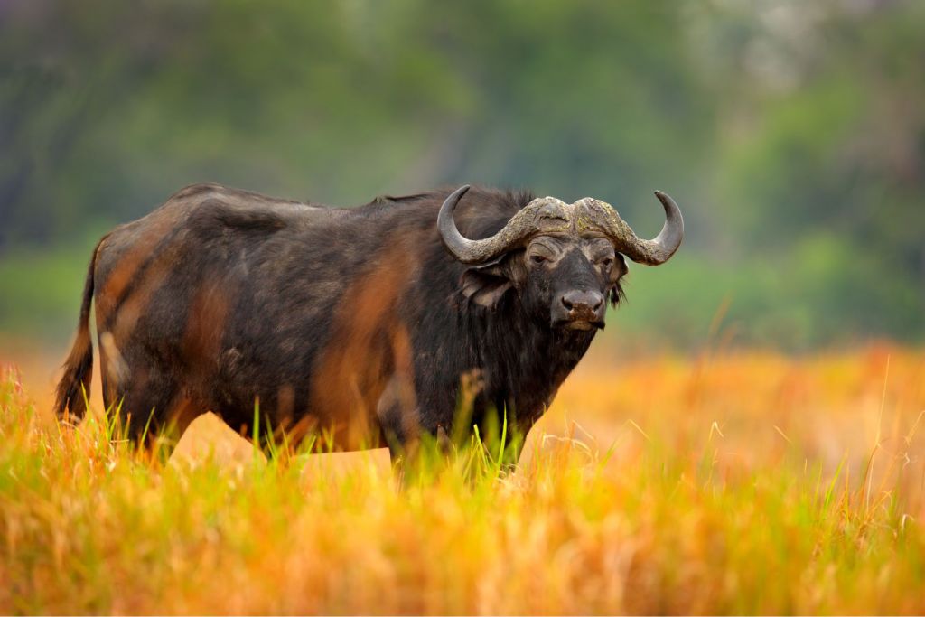 Búfalo rodeado de hierba amarilla