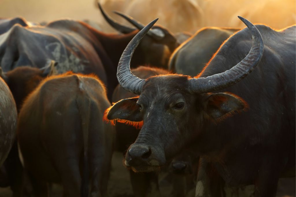 De cerca, el búfalo tailandés