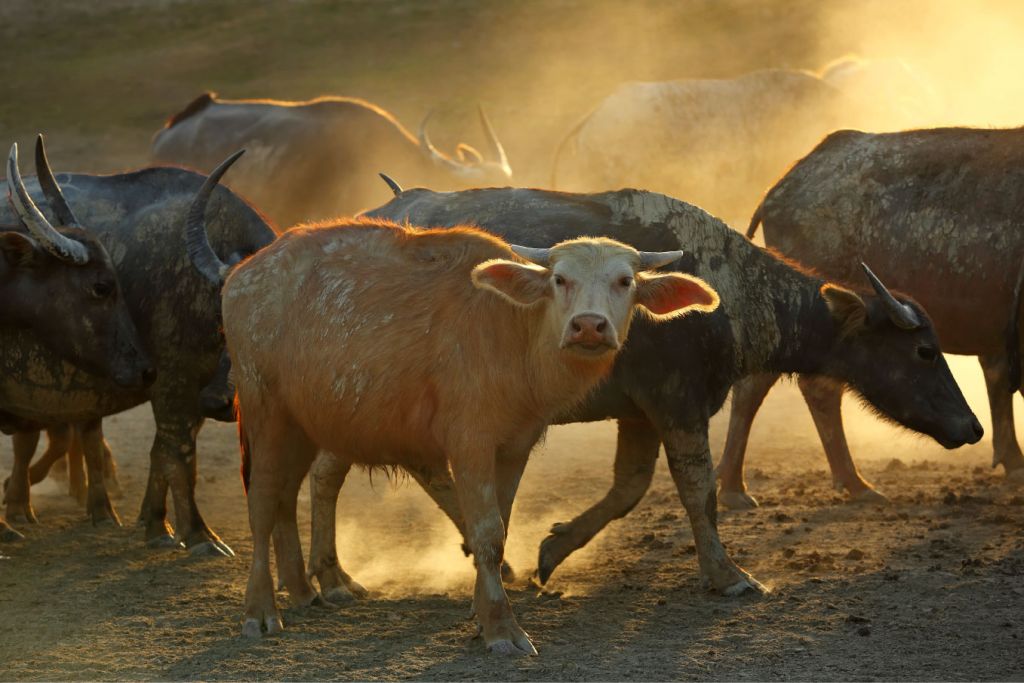 Manada de búfalos tailandeses
