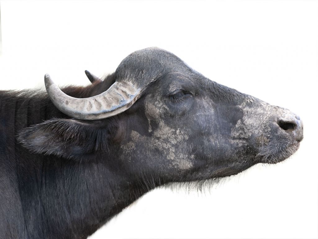 De cerca, el búfalo
