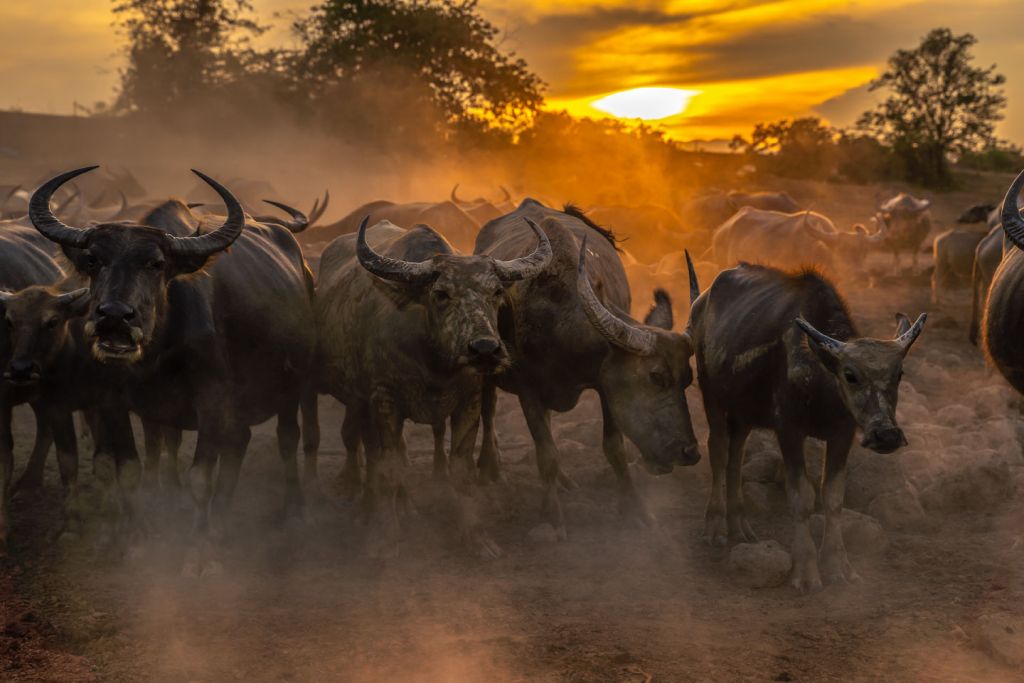 Búfalo tailandés al atardecer
