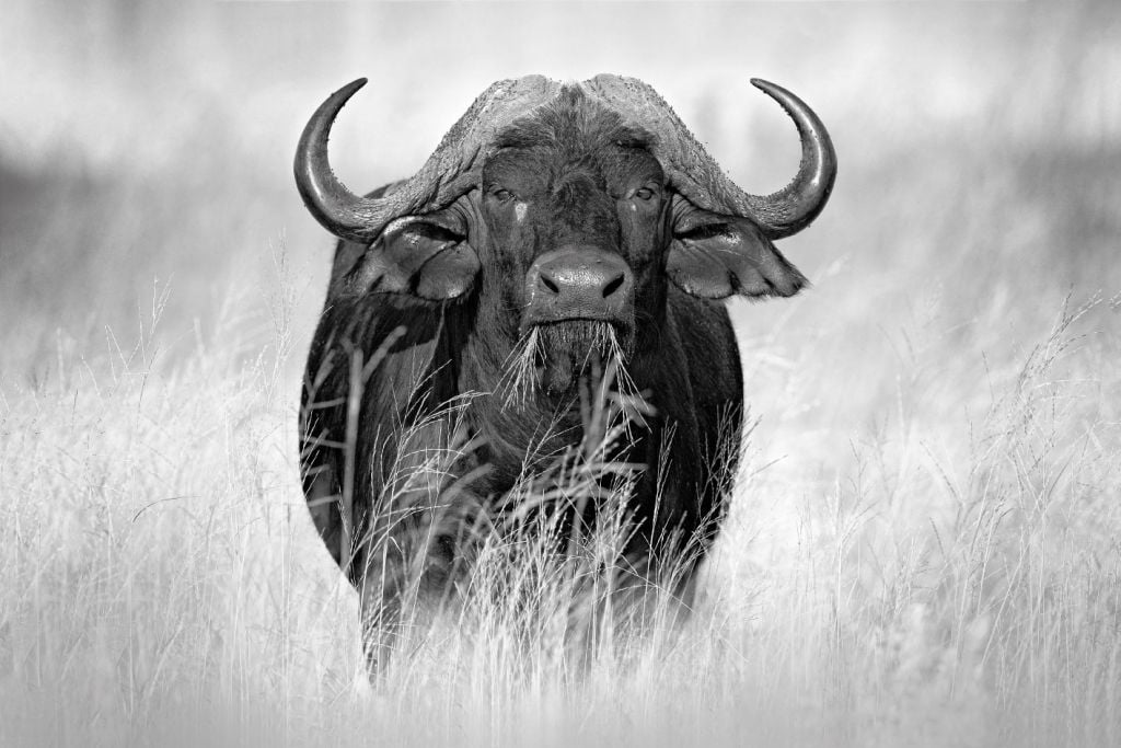 Búfalo en blanco y negro