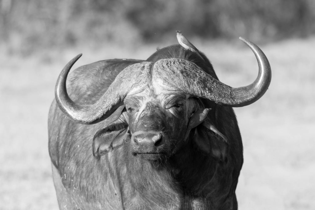 Búfalo blanco y negro