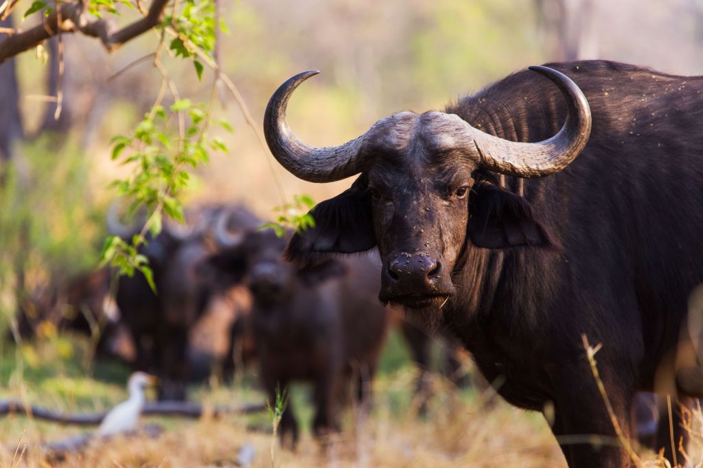 Búfalo africano