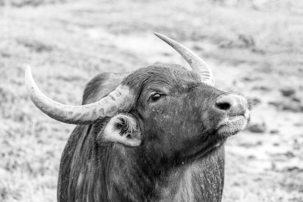 Buscando el búfalo