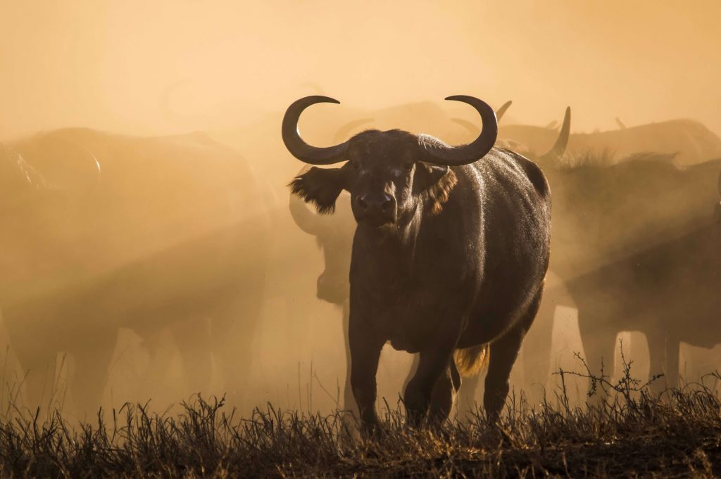 Búfalo en la niebla
