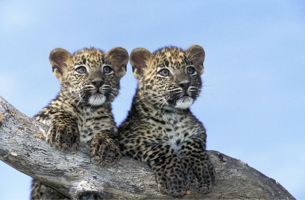Pequeños leopardos