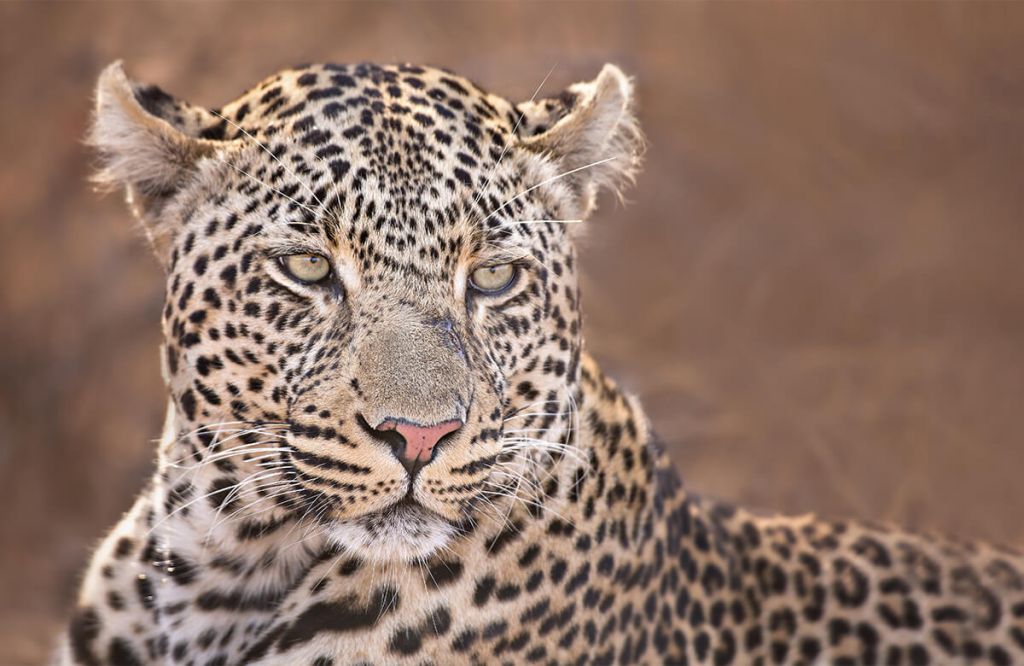 Retrato de leopardo