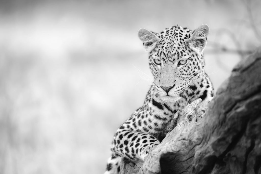 Leopardo negro, blanco