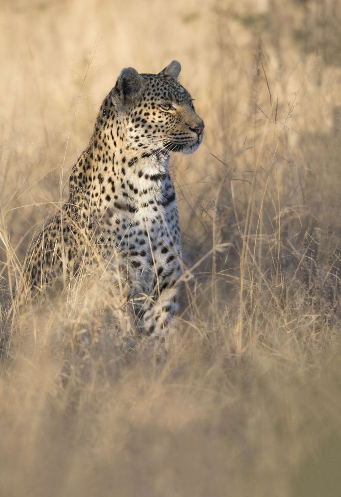 Caza del leopardo