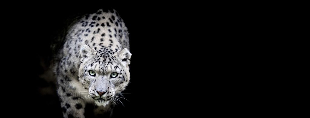 Leopardo de las nieves