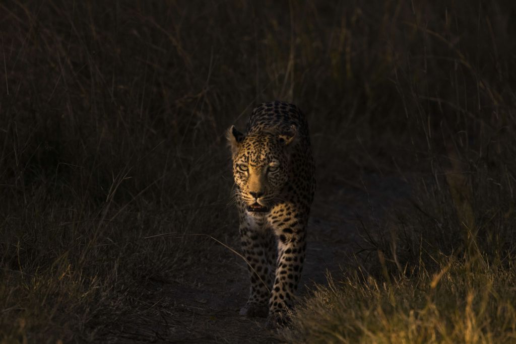 Leopardo con puesta de sol