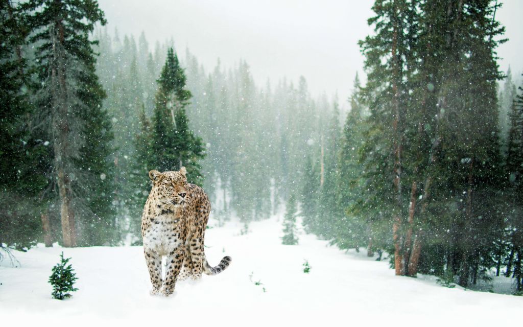 Leopardo en la nieve