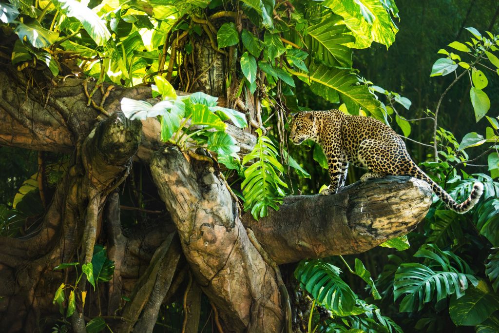 Leopardo en una rama