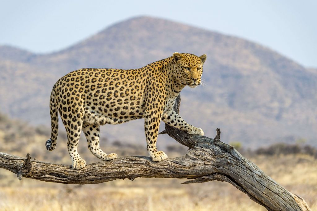 Leopardo en Namibia