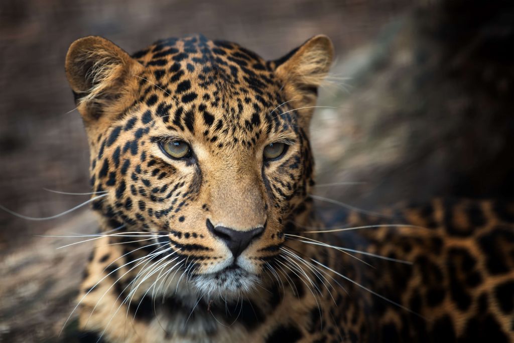 Primer plano de un leopardo