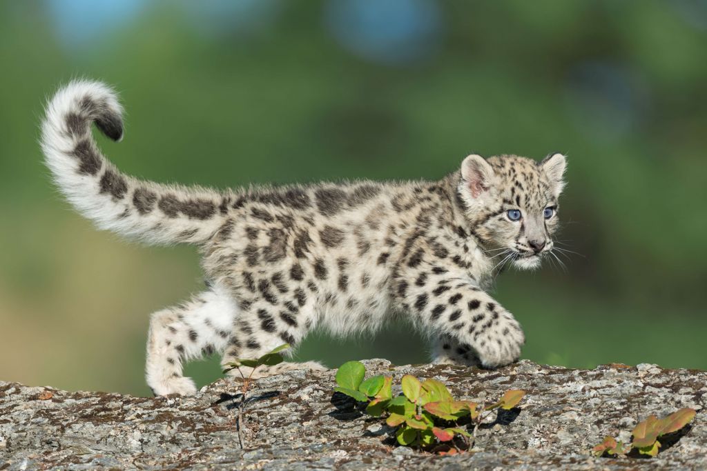 Cachorro de leopardo de las nieves