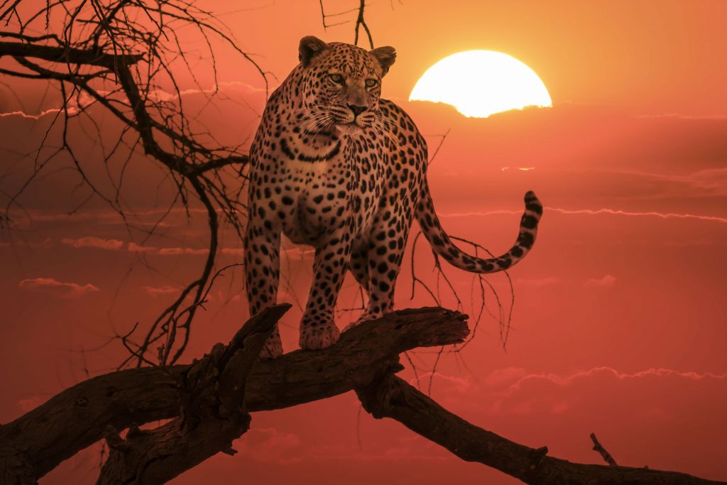 Leopardo con sol poniente