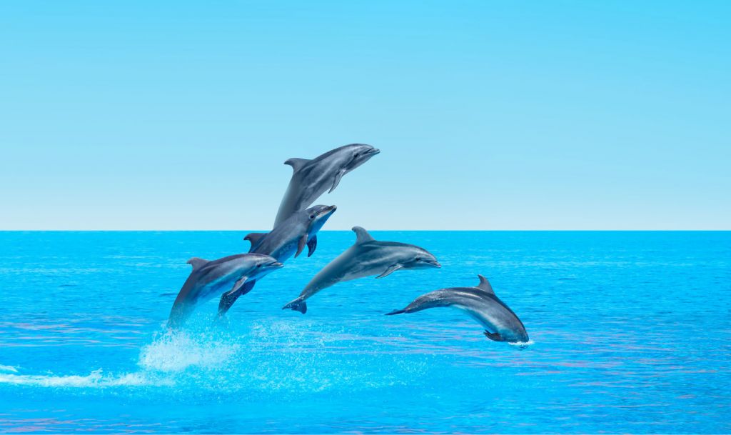 Delfines saltarines