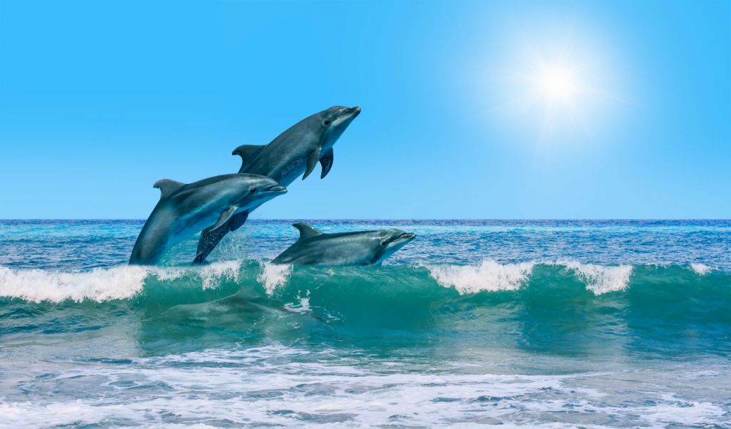 Delfines en la orilla