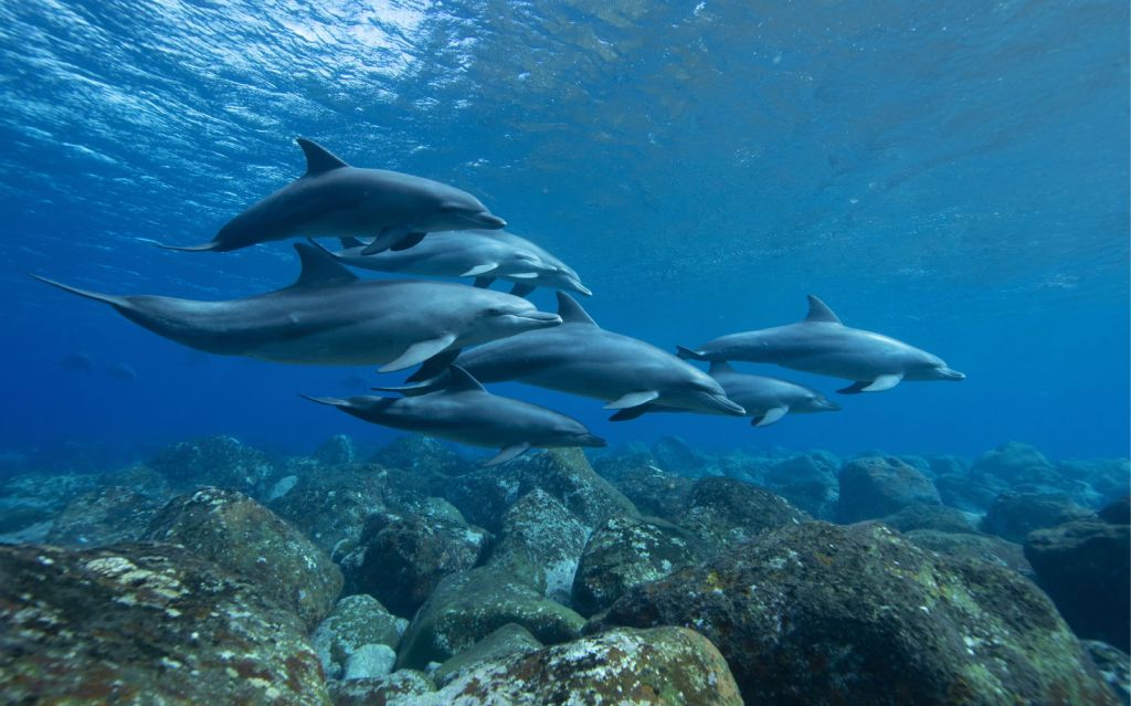 Delfines y rocas