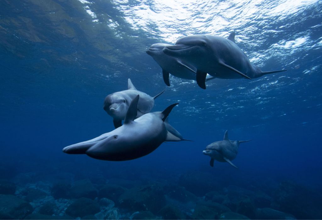 Delfines felices