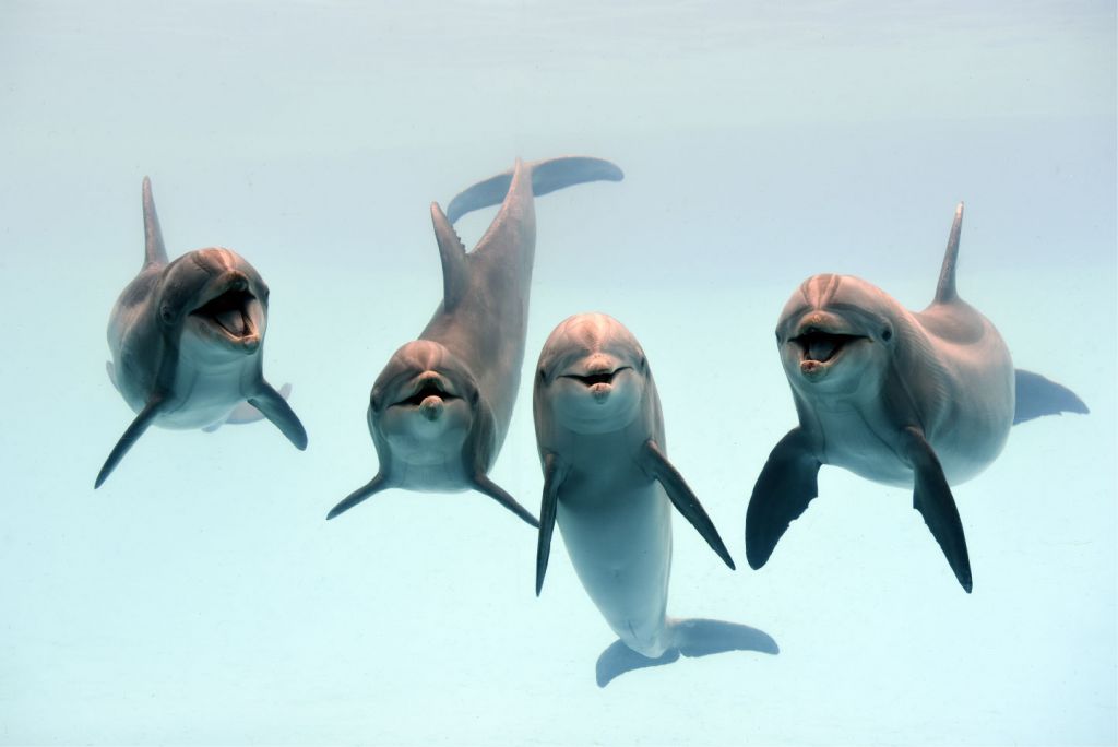 Delfines que ríen