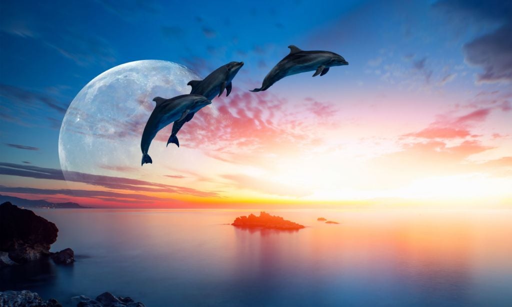 Delfines en la noche