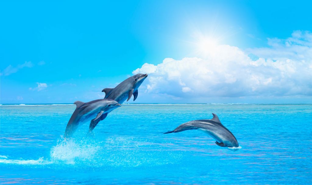 Delfines en el océano