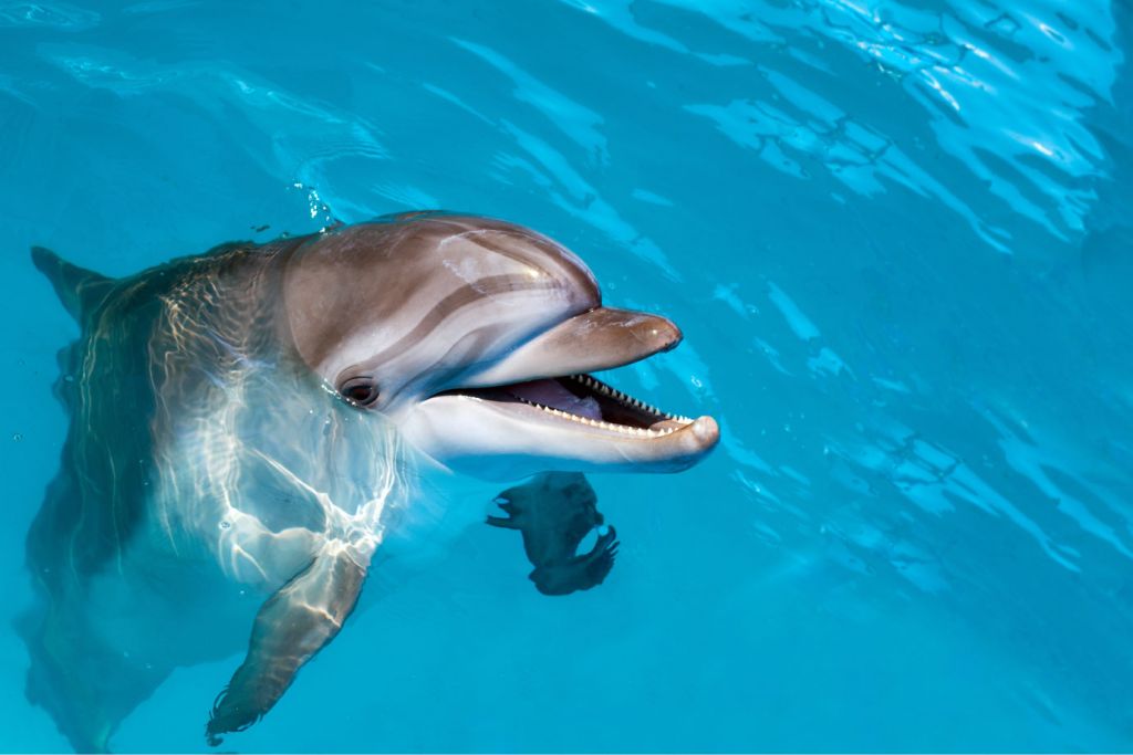 Delfín amistoso