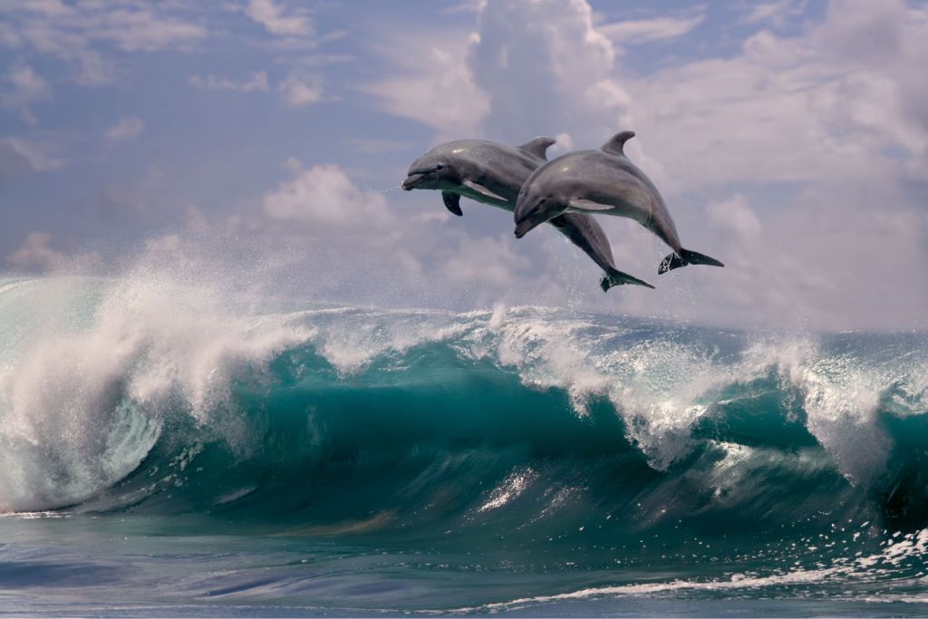 Delfines y olas