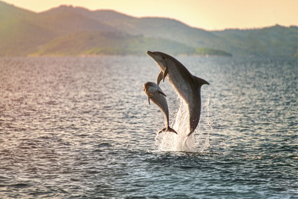 Dos delfines saltadores