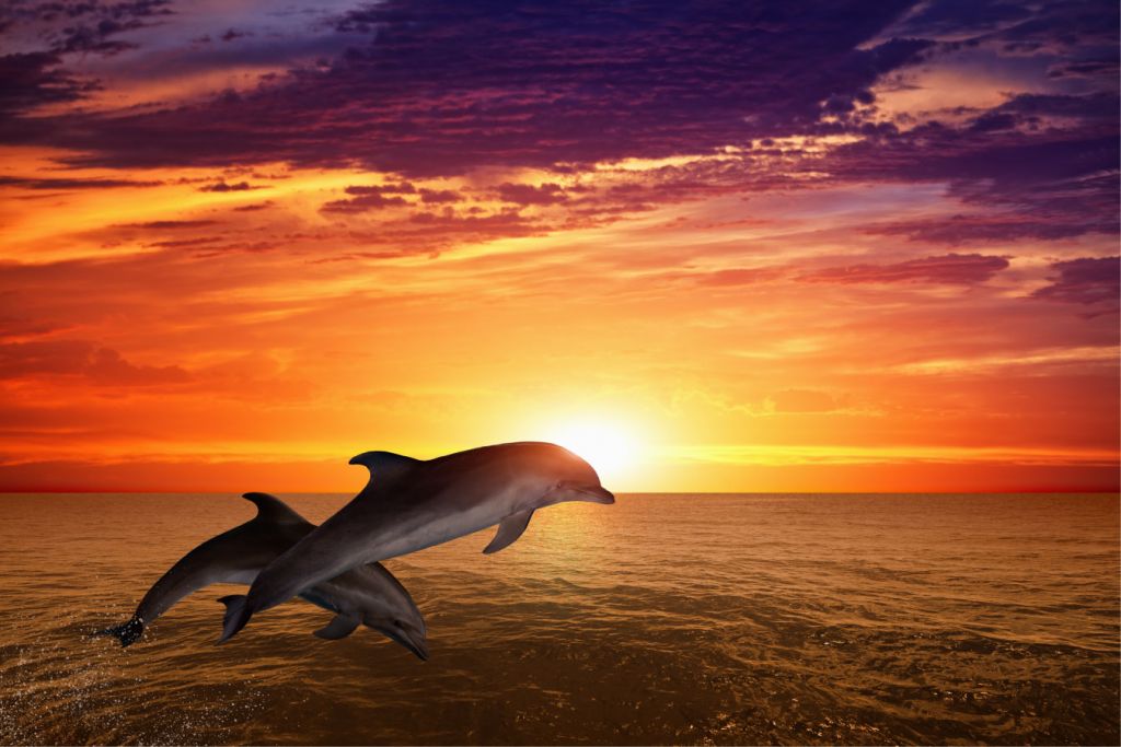 Delfines bajo el sol del atardecer