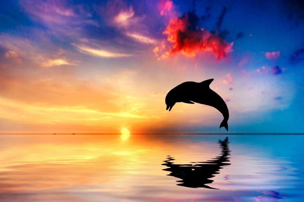 Silueta de delfín