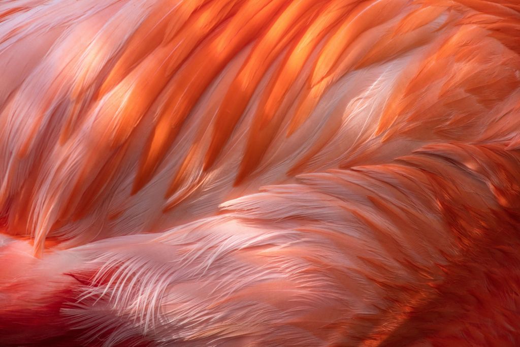 Plumas de flamenco