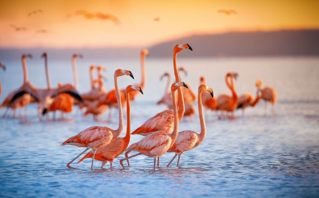 Flamencos que miran fijamente