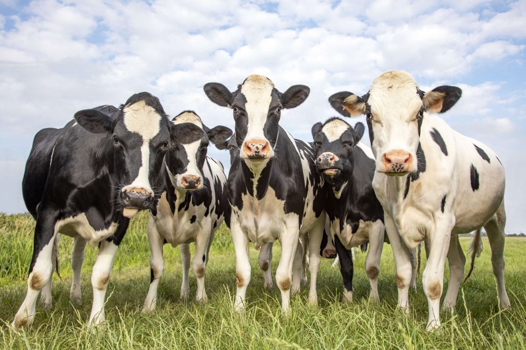 Rebaño con vacas